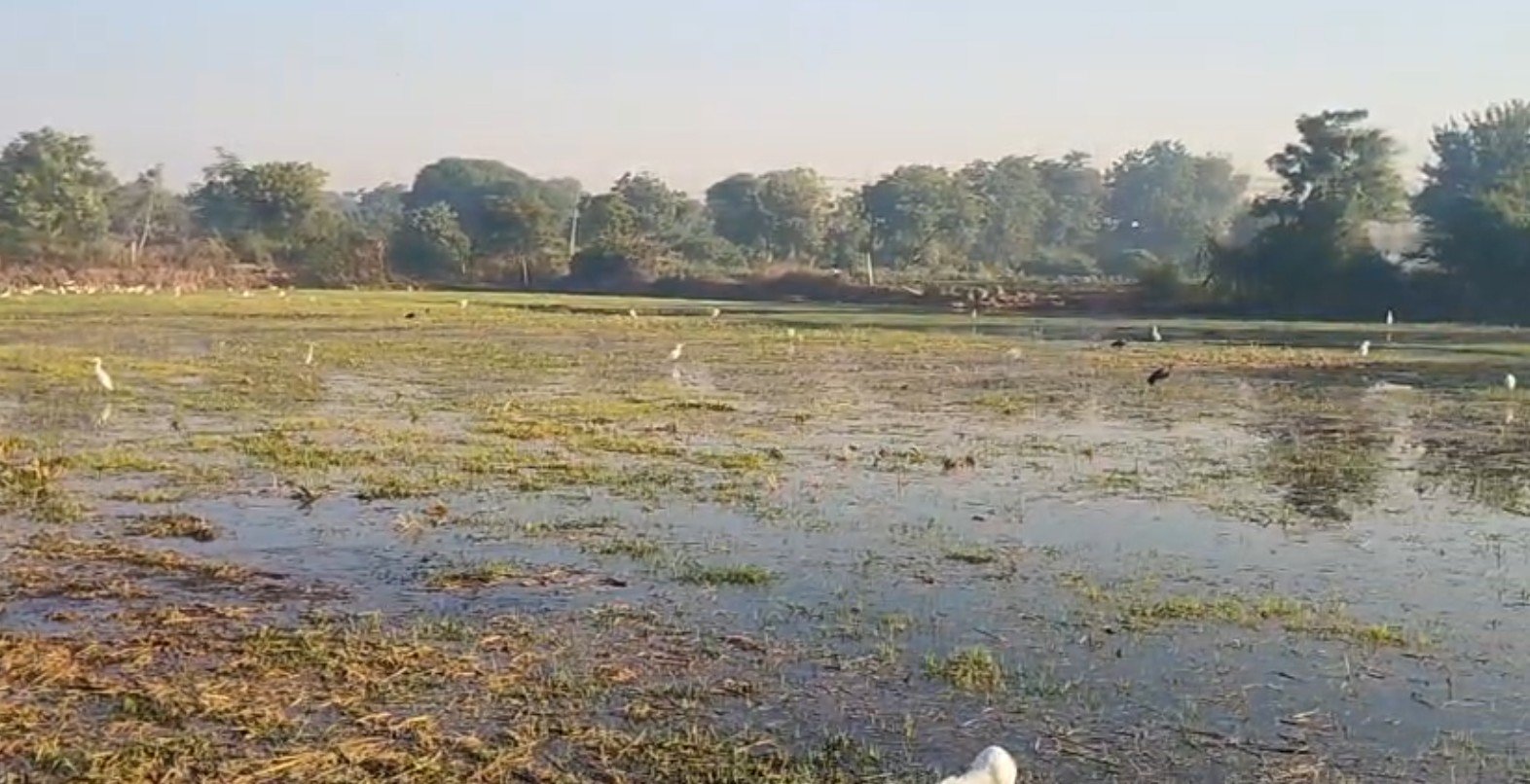 Karamsad Farmers Suffer Heavy Crop Loss Due to STP Pollution